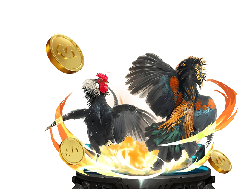 Đá gà Campuchia đỉnh cao