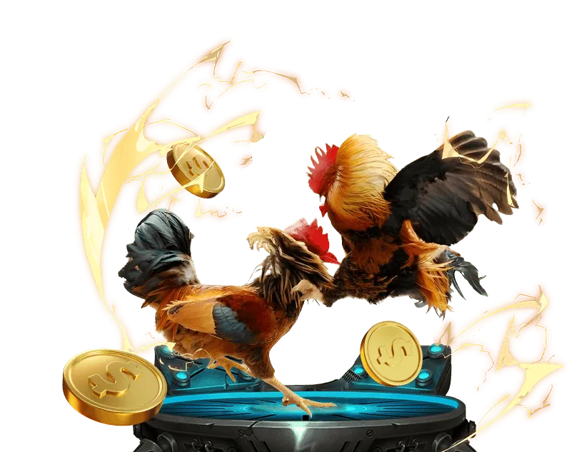 Đá gà Philippines cựa dao